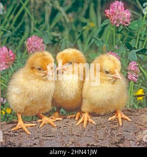 Poulet domestique. Trois poussins debout devant le Clover rouge à fleurs. Allemagne Banque D'Images