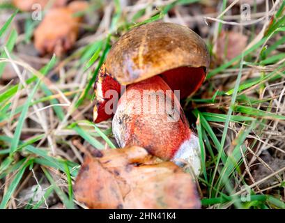 Gros plan d'un champignon Scarletina Bolete. Détail du champignon rouge Neoboletus luridiformis avec un capuchon spongieux visible. Champignons bolétes à tige orange ou rougeâtre Banque D'Images