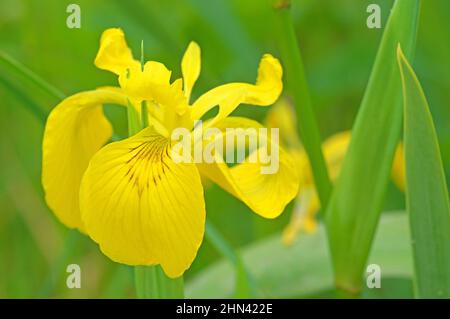 Drapeau Iris, drapeau jaune (Iris pseudocorus), fleur simple. Allemagne Banque D'Images