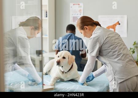 Jeune clinicienne contemporaine vaccinant le chien du labrador dans les cliniques vétérinaires tout en se pliant au-dessus de la table médicale Banque D'Images