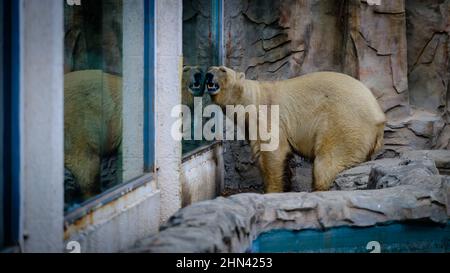 Pékin, Pékin, Chine. 14th févr. 2022. 7 février 2022, zoo de Pékin en hiver, animaux adorables. (Image de crédit : © SIPA Asia via ZUMA Press Wire) Banque D'Images