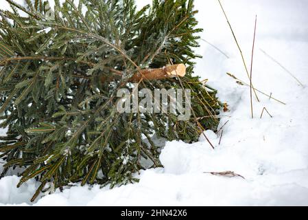 Arbre de noël détruit avant les vacances en plein air en hiver neige fraîche couper Banque D'Images