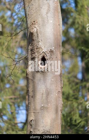 Pic noir (Dryocopus martius). Nid dans un hêtre. Allemagne Banque D'Images