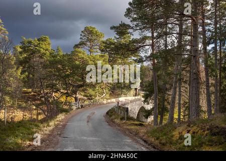 LINN DE DEE BRAEMAR SCOTS PIN PINUS SYLVESTRIS LIGNE DE LA ROUTE DE MAR LODGE Banque D'Images