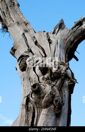 Arbre Ancient Sweet Chestnut, Elmdon Park, West Midlands, Angleterre, Royaume-Uni Banque D'Images