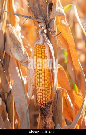 Fusarium maïs pourriture des oreilles dommages. La maladie la plus commune du maïs, foyer sélectif Banque D'Images