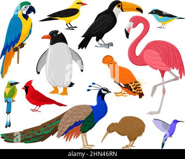 Dessins animés oiseaux exotiques tropicaux, perroquet, toucan, pingouin et flamants roses. Ensemble d'illustrations vectorielles faune exotique à colibri, kiwi et paon. Sauvage Illustration de Vecteur