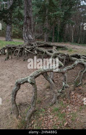 Écossais racines de pin (Pinus sylvestris) exposées par l'érosion du sol sablonneux. Surrey, Royaume-Uni Banque D'Images
