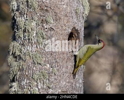 Pic de bois vert européen, Picus viridis, à l'extérieur du trou de nidification de l'Aspen Banque D'Images