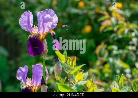 Gros plan de magnifiques fleurs printanières dans le jardin Banque D'Images