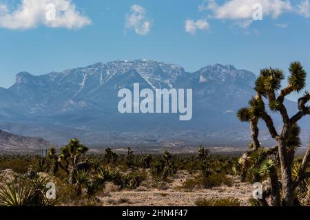 Paysage avec vue sur le désert et la région du mont Charleston avec des montagnes et cactus à l'ouest des États-Unis, au nord-ouest de Las Vegas, Nevada Banque D'Images