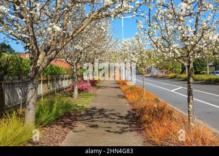 Un trottoir dans une banlieue résidentielle attrayante. Des cerisiers en fleurs et des herbes colorées sont plantés de chaque côté Banque D'Images