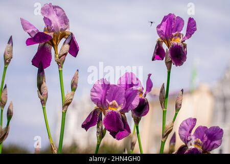 Gros plan de magnifiques fleurs printanières dans le jardin Banque D'Images