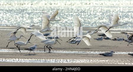 Grande aigrette et Spatules dans le marais de la bassée Saint Firmin en baie de somme. Réserve naturelle et ornithologique. Banque D'Images