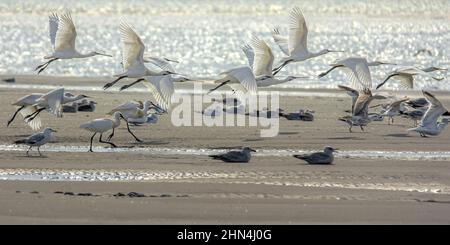 Grande aigrette et Spatules dans le marais de la bassée Saint Firmin en baie de somme. Réserve naturelle et ornithologique. Banque D'Images