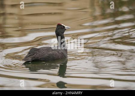 Coq à bouton rouge, comportement territorial sur un lac d'eau douce, Andalousie, Espagne. Banque D'Images