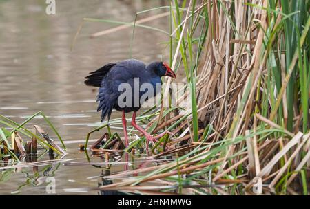 Marécages pourpres ou marécages occidentaux, (Porphyrio porphyrio) se nourrissant dans un lit reedbed sur un lac d'eau douce, Andalousie, Espagne. Banque D'Images