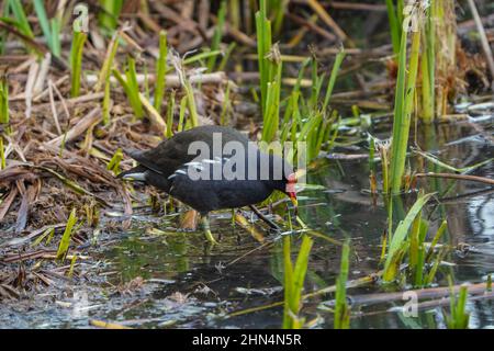 Moorhen, se nourrissant dans un lit de roseaux sur le côté du lac d'eau douce, Andalousie, Espagne. Banque D'Images