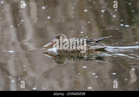 Pelle butte (spatule clypeata) une femelle en plumage d'hiver, Andalousie, Espagne. Banque D'Images