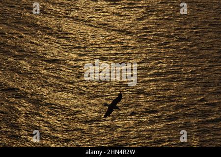 La silhouette d'un seul mouette survolant la mer Égée pendant que le soleil se couche Banque D'Images