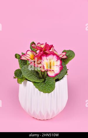 Primula Acaulis Scentsation en pot de fleurs blanches sur fond rose Banque D'Images