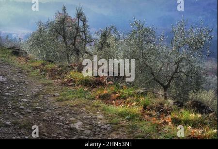 Oliviers dans la campagne toscane, par une journée d'hiver brumeuse Banque D'Images
