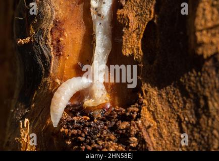 Larve de guêpe parasitoïde se nourrissant de la larve de longicorne (Ichneumonoidea) Banque D'Images