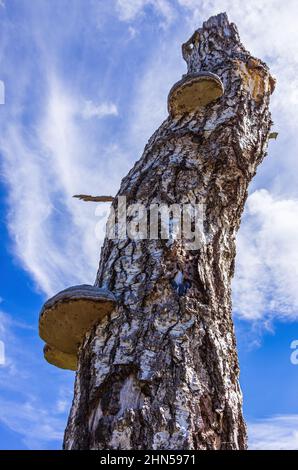 Un tronc de bouleau plein de champignons d'arbre a quitté debout et délimité après le défrichement d'un morceau de forêt. Banque D'Images