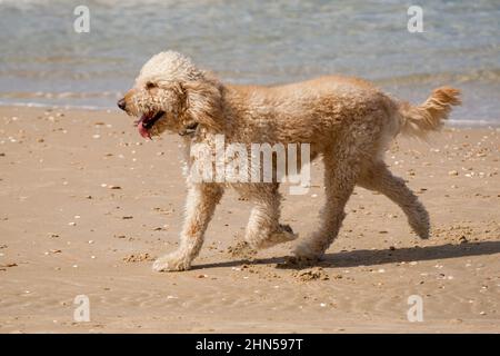 le coodle blanc joue sur une plage Banque D'Images