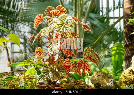 Begonia arbuste haut dans une forêt tropicale Banque D'Images