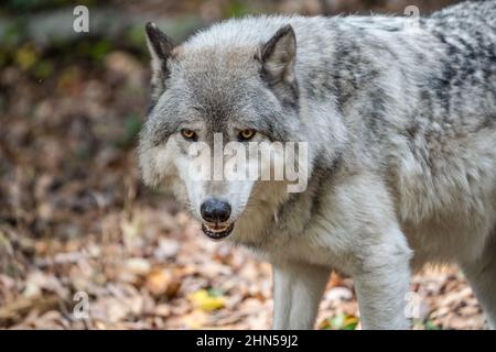 Portrait en gros plan d'un loup gris (Canis Lupus) également connu sous le nom de loup à bois en automne Banque D'Images