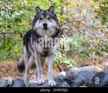 Portrait en gros plan d'un loup gris (Canis Lupus) également connu sous le nom de loup à bois en automne Banque D'Images