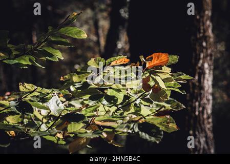 Foret en automne, la Sainte Baume, plans d'aups Var France Banque D'Images