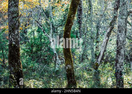 Forêt en automne, la Sainte Baume, plans d'aups Var France Banque D'Images