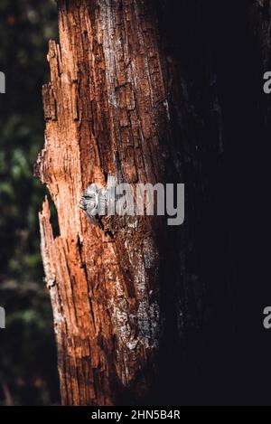 Forêt en automne, la Sainte Baume, plans d'aups Var France Banque D'Images