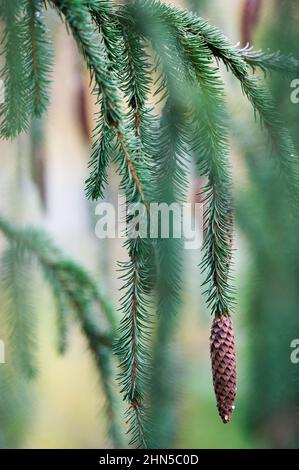 Branche de l'épinette de Norvège (Picea abies F. pendula) avec cône. Banque D'Images