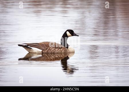 Une oie du Canada se met à la caméra tout en nageant dans un lac calme. Banque D'Images