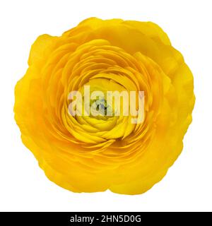 Tête de fleur de Buttercup isolée sur fond blanc Banque D'Images