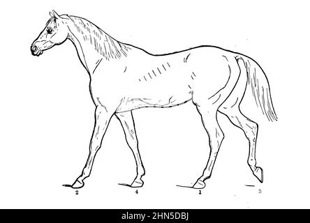 La marche SUR L'ACTION DE LA LOCOMOTIVE À DIFFÉRENTS PAS de la cyclopedia de chaque propriétaire de cheval : l'anatomie et la physiologie du cheval; les caractéristiques générales; les points du cheval, avec les directions pour le choisir; les principes de l'élevage, et le meilleur genre à reproduire;Le traitement de la jument de couvain et de l'ennemi; l'élévation et la rupture de la colt; les écuries et la gestion stable; l'équitation, la conduite, etc. Maladies,et comment les guérir.Les principaux médicaments et les doses auxquelles ils peuvent être administrés en toute sécurité; les accidents, les fractures et les opérations nécessaires dans chaque cas; la raquette, e Banque D'Images