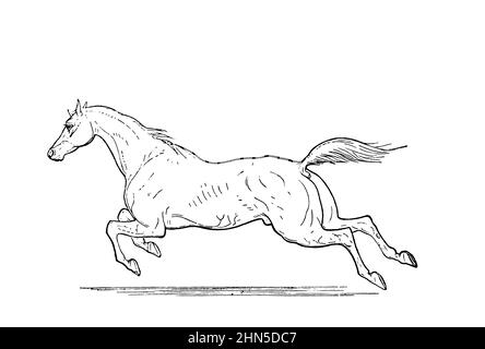 Le Gallop SUR L'ACTION DE LOCOMOTIVE À DIFFÉRENTS PAS de la cyclopedia de chaque propriétaire de cheval : l'anatomie et la physiologie du cheval; les caractéristiques générales; les points du cheval, avec des directions pour le choisir; les principes de l'élevage, et le meilleur genre à reproduire;Le traitement de la jument de couvain et de l'ennemi; l'élévation et la rupture de la colt; les écuries et la gestion stable; l'équitation, la conduite, etc. Maladies,et comment les guérir.Les principaux médicaments et les doses auxquelles ils peuvent être administrés en toute sécurité; les accidents, les fractures et les opérations nécessaires dans chaque cas; la raquette, Banque D'Images