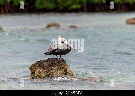 Un pélican brun (Pelecanus occidentalis) debout sur une roche dans l'eau dans les Florida Keys, Etats-Unis. Banque D'Images