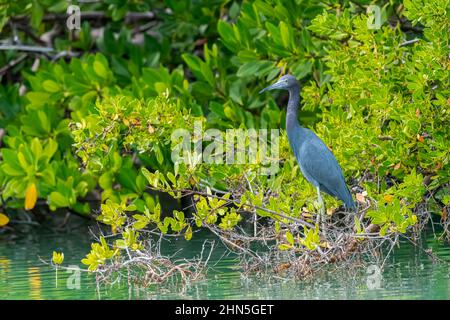 Un petit héron bleu (Egretta caerulea) se trouve au bord de l'eau dans les Florida Keys, USA. Banque D'Images