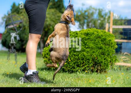 Un chiot de 9 semaines de berger allemand joue du remorqueur dans l'herbe verte. Couleur de sable, race de ligne de travail Banque D'Images