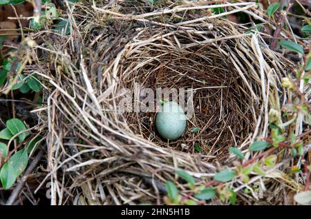 Une vue rapprochée d'un œuf solitaire niché dans un nid d'oiseau naturel entouré de verdure, mettant en valeur le tissage complexe des brindilles et de l'herbe, Captur Banque D'Images