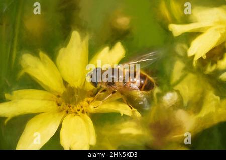 Peinture numérique d'une abeille, ou Honeybee, API mellifera collectant le pollen d'une fleur de jardin jaune en été. Banque D'Images