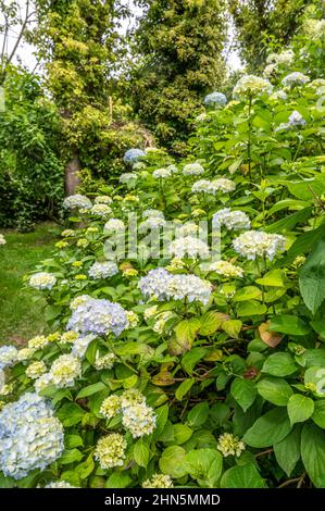 Le jardin Shamrock de Varengeville/Normandie dispose de la plus grande collection d'hortensias au monde, avec 1 200 variétés différentes. Banque D'Images