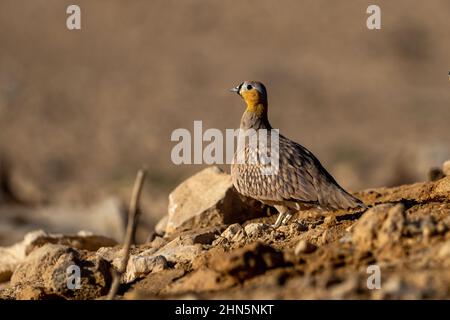 Sandronse couronné (Pterocles coronatus) près d'une piscine d'eau photographiée dans le désert du Néguev, en israël, en novembre Banque D'Images