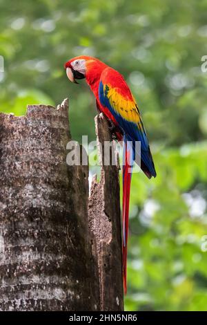 La macarque (Ara macao), assise à l'entrée de leur nid dans le creux d'un tronc d'arbre. Quepos, observation de la faune et des oiseaux au Costa Rica. Banque D'Images