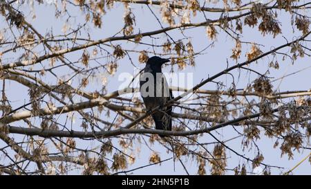 Un corbeau noir sur les branches d'arbre en automne Banque D'Images