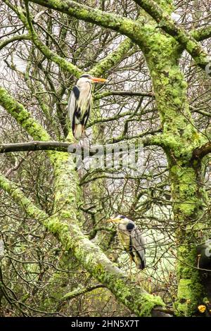 Deux hérons gris, Ardea cinerea, perchés dans un grand arbre, dont les branches sont couvertes de lichen et de mousse, dans le district des lacs Banque D'Images